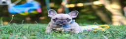 French Bulldog dogs for sale: Rocky - Ad 6