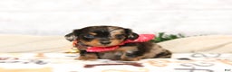 Miniature Dachshund dogs for sale: Jenna - Ad 5