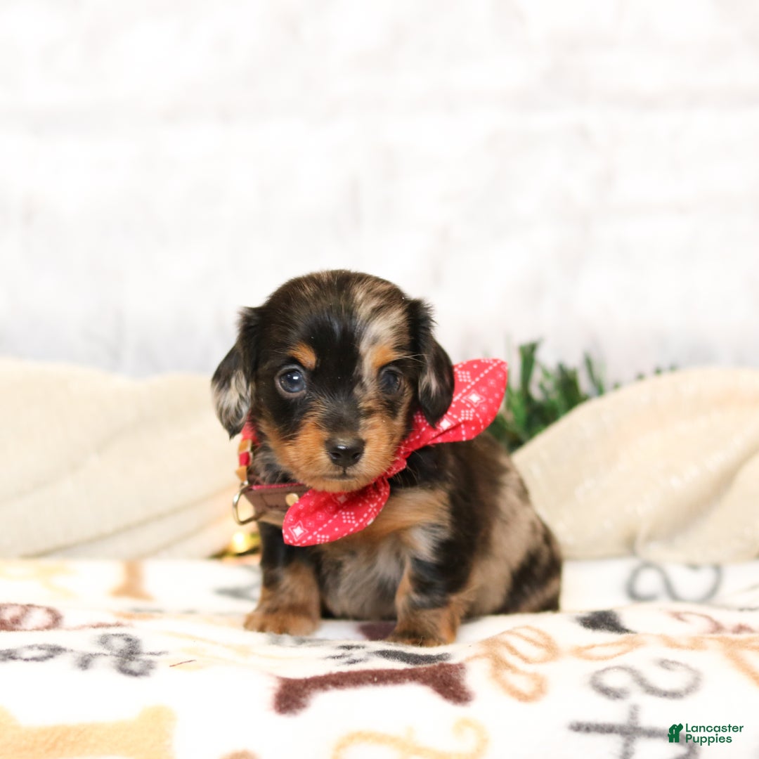 Miniature Dachshund dogs for sale: Jenna - Ad 5