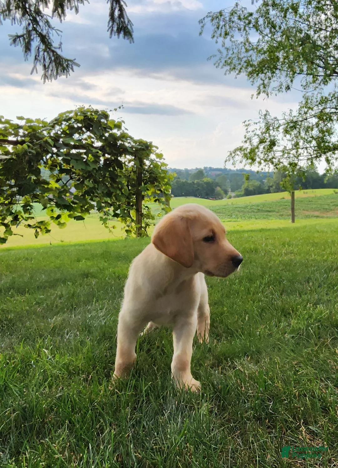 Labrador Retriever dogs for sale: Cody - Ad 1