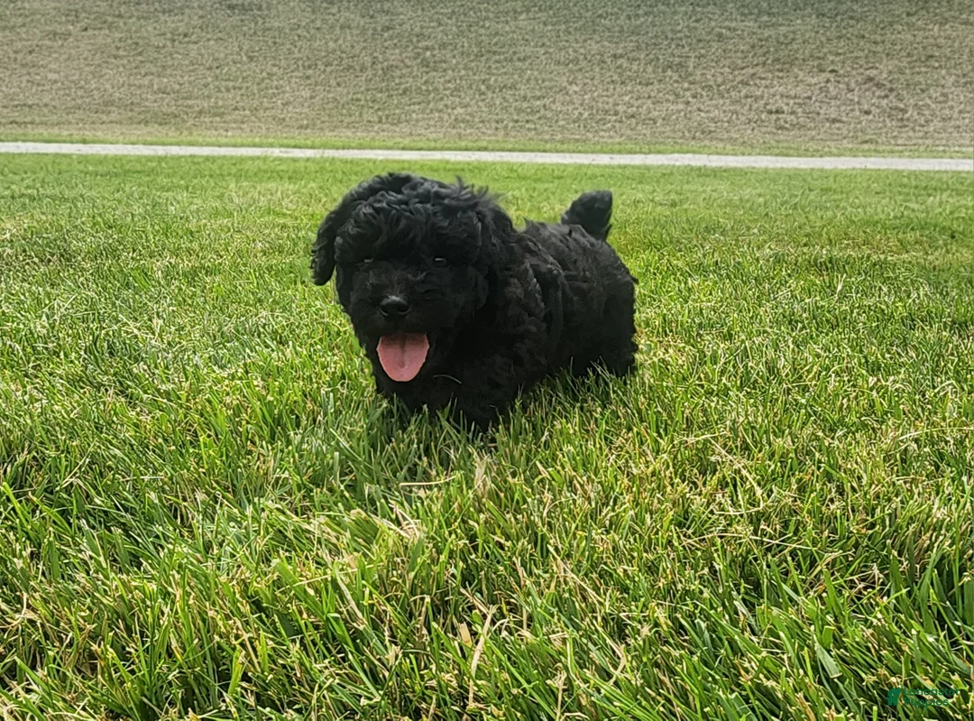 Mini Goldendoodle dogs for sale: Karoline - Ad 1