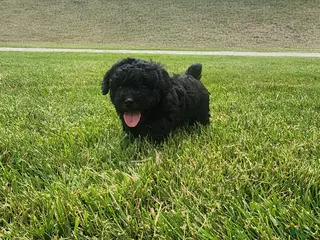 Mini Goldendoodle dogs Karoline - Ad 24