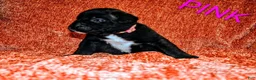 Presa Canario dogs for sale: Ms Pink - Ad 12