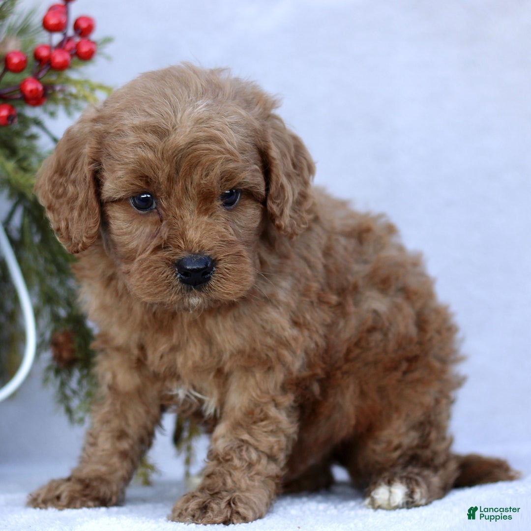 Mini Goldendoodle dogs for sale: Lennox  - Ad 1