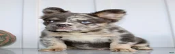 French Bulldog dogs for sale: Dakota Male AKC Fluffy French Bulldog - Ad 6