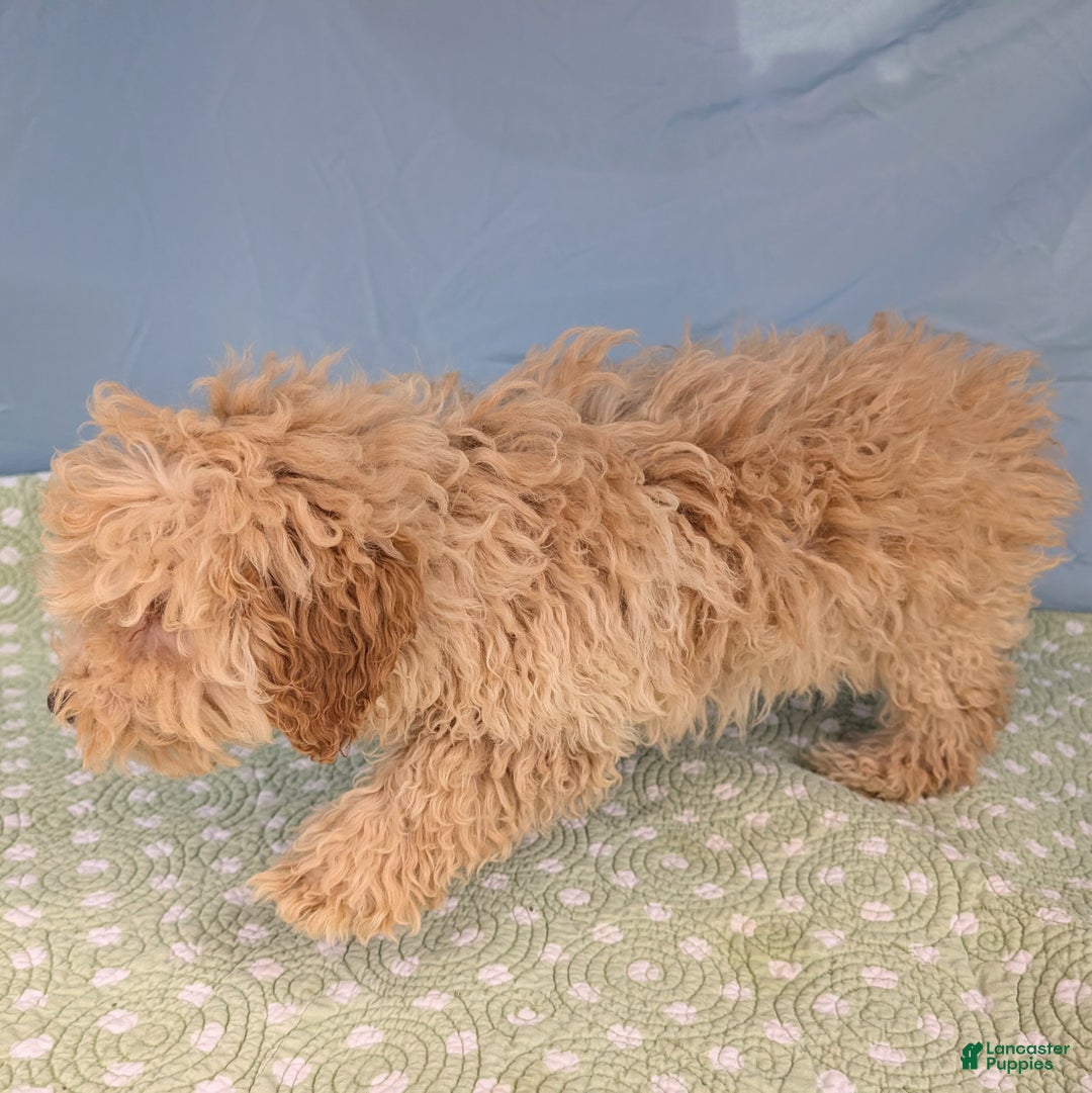 Toy Poodle dogs for sale: Fusilli - Ad 8