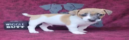 Jack Russell Terrier dogs for sale: Rebel DELIVERY AVAILABLE  - Ad 1
