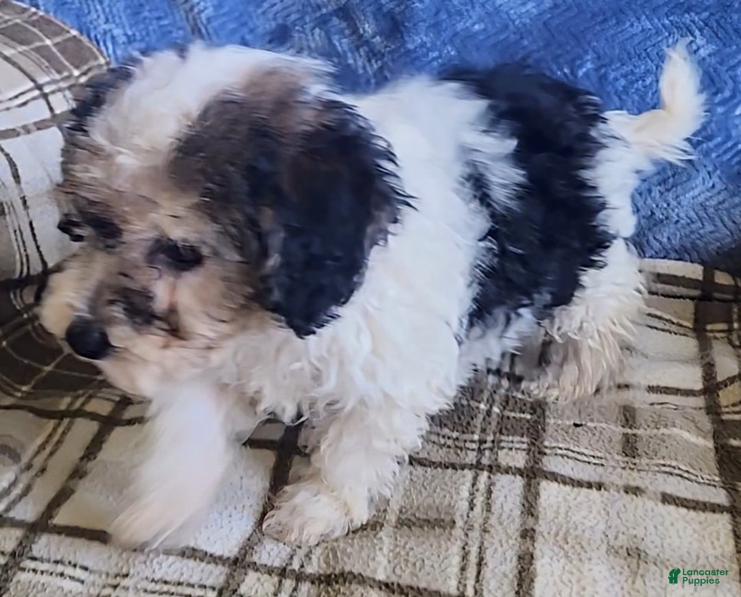 Mixed Breed dogs for sale: Max - Ad 11