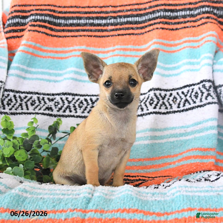 Mixed Breed dogs Moose - Ad 1