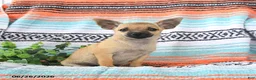 Mixed Breed dogs for sale: Moose - Ad 1