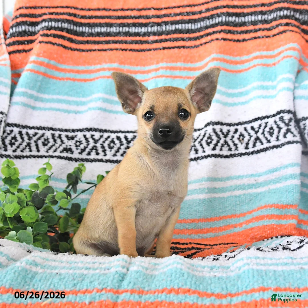Mixed Breed dogs for sale: Moose - Ad 1