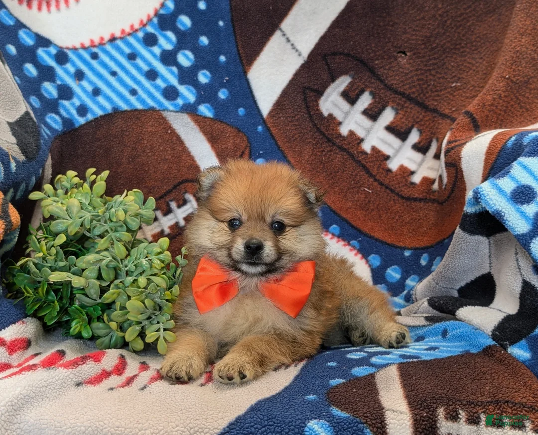 Pomeranian dogs for sale: Boone - Ad 5