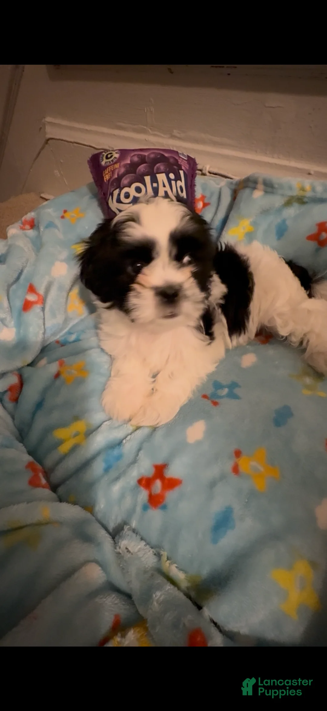 Shih Tzu dogs for sale: Shih Tzu Puppy 2 - Ad 1