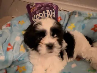 Shih Tzu dogs Shih Tzu Puppy 2 - Ad 40