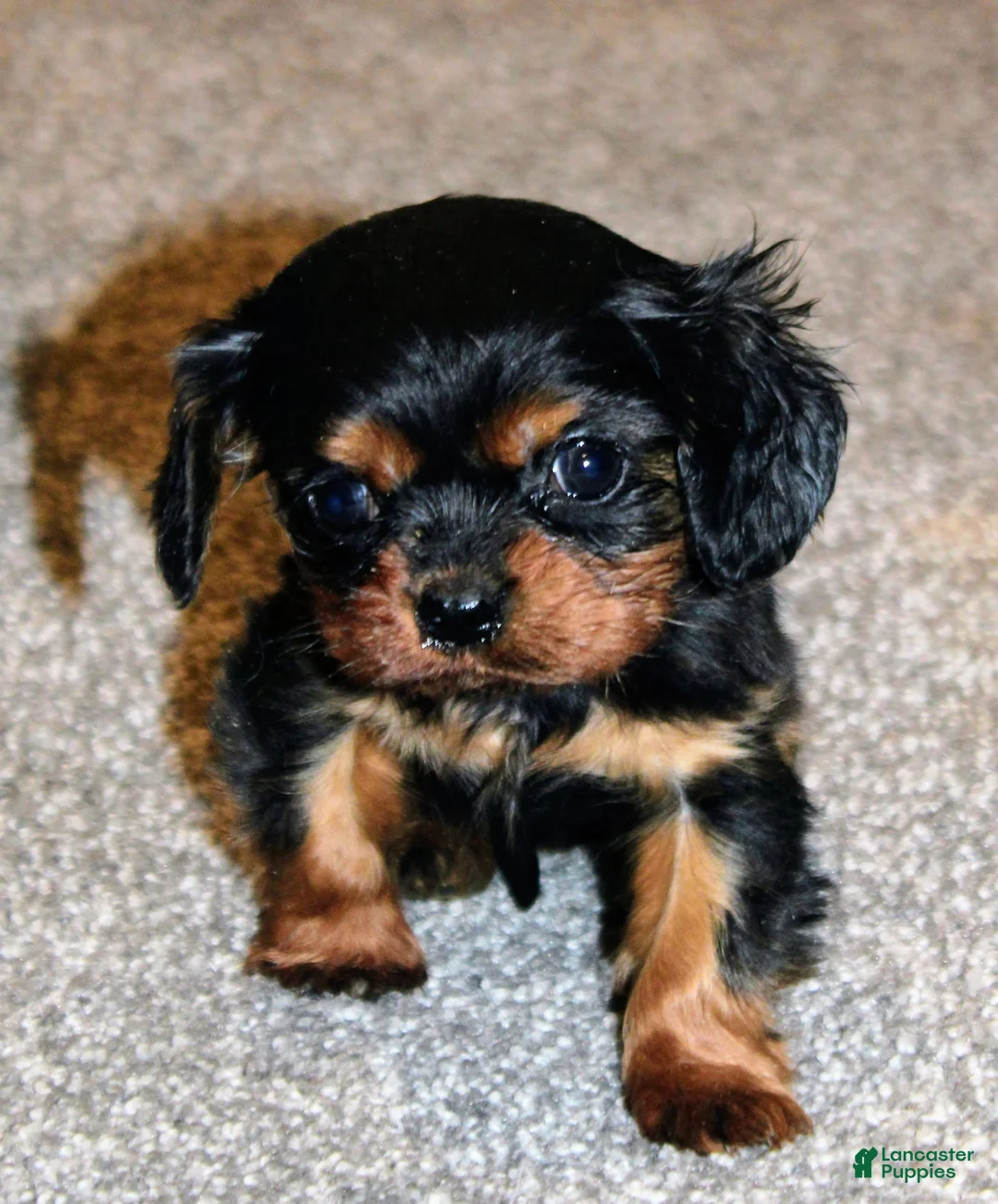Cavalier King Charles Spaniel dogs for sale: Cavalier King Charles Spaniel Puppy 1 - Ad 1