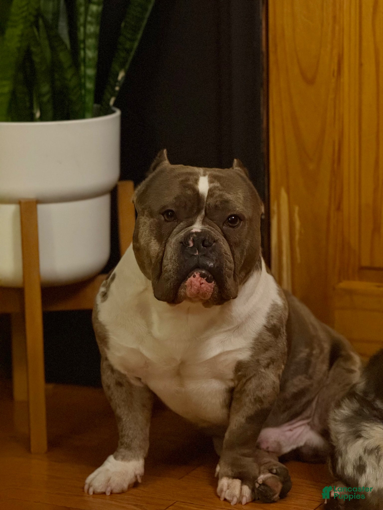 American Bully dogs Núcleo  - Ad 6