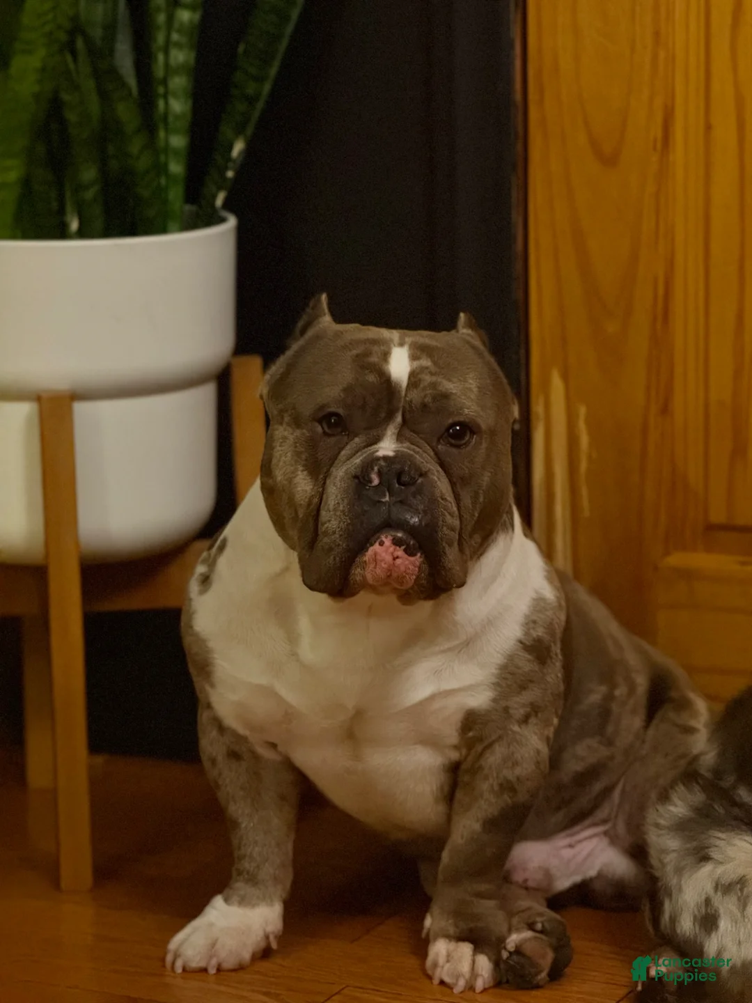 American Bully dogs for stud: Núcleo  - Ad 1