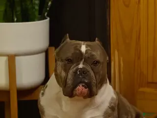 American Bully dogs Núcleo - Ad 6