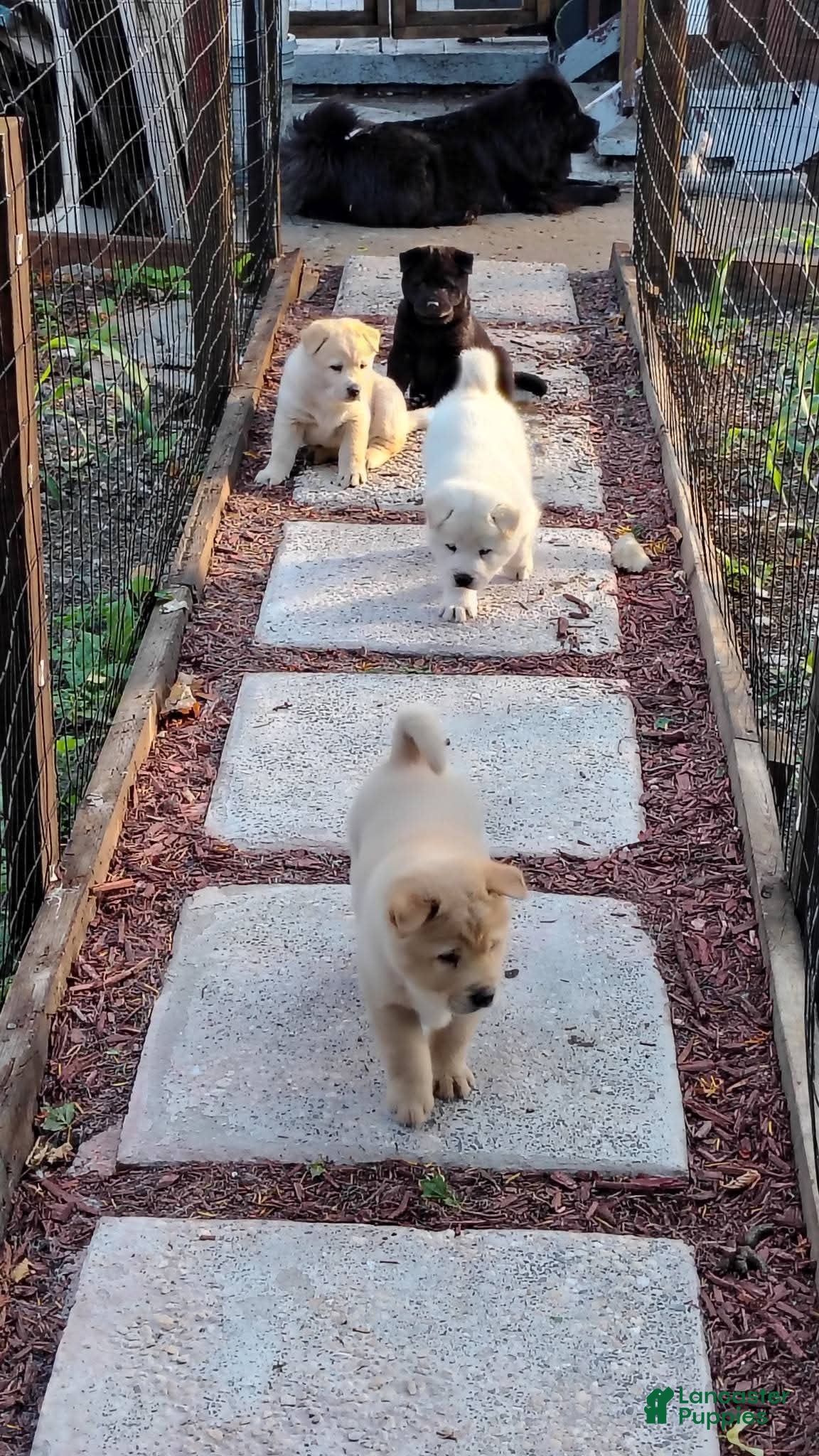 Mixed Breed dogs Chowski girl 1 - Ad 1