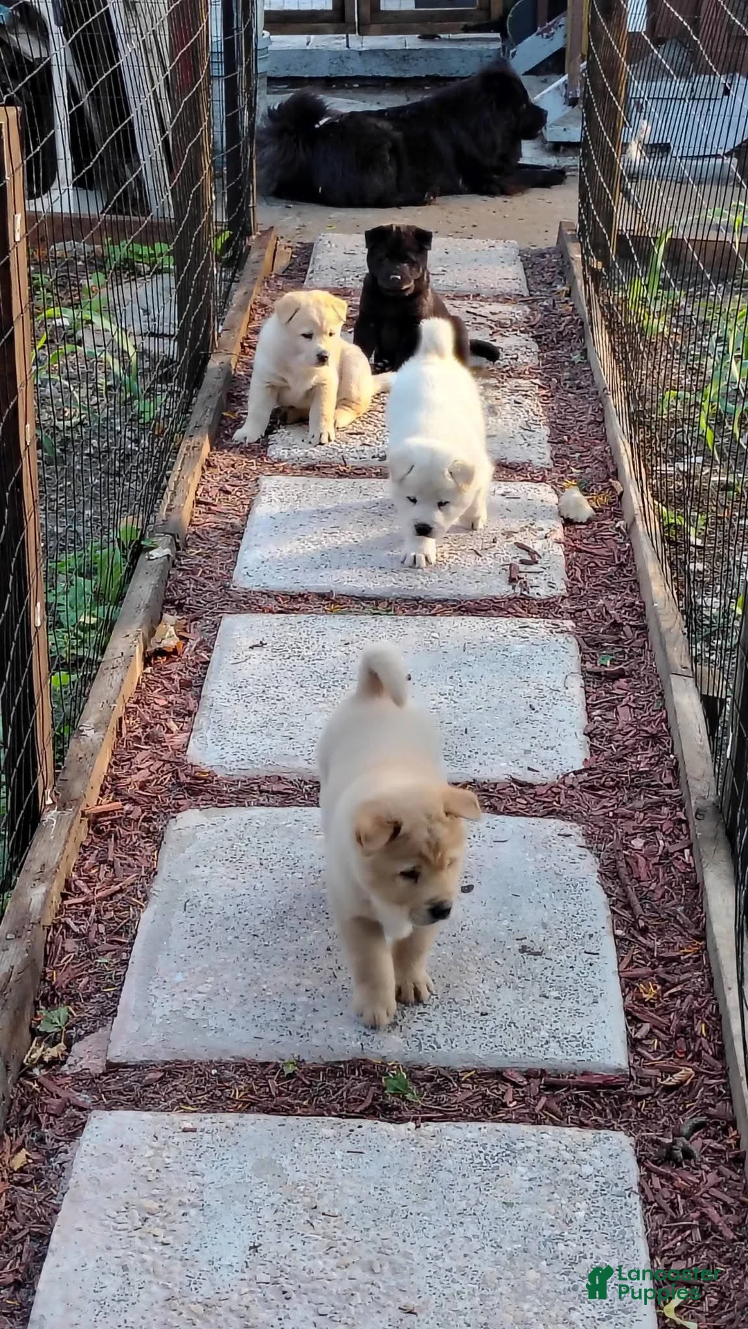 Mixed Breed dogs for sale: Chowski girl 1 - Ad 1