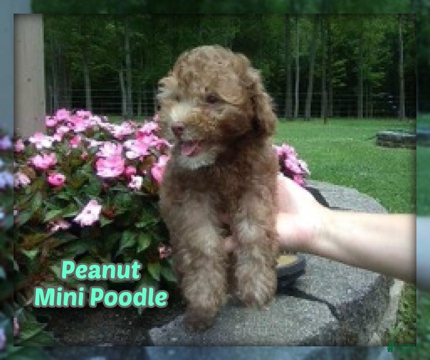 Miniature Poodle dogs Peanut - Ad 1