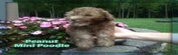 Miniature Poodle dogs for sale: Peanut - Ad 1