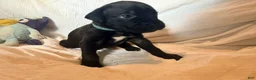 Cane Corso dogs for sale: Rufus AKC blue collar - Ad 22
