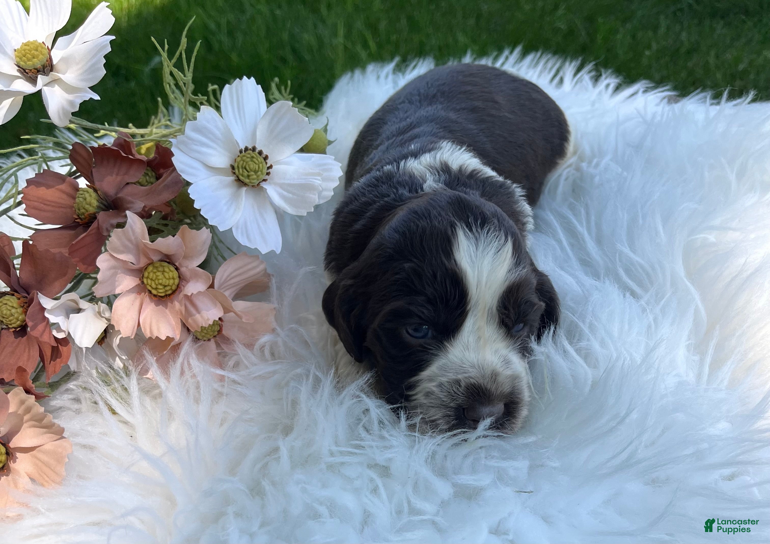 English Springer Spaniel dogs Disney - Ad 1