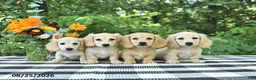 Miniature Dachshund dogs for sale: Lucy - Ad 5