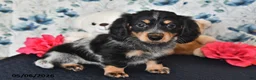 Miniature Dachshund dogs for sale: Ivy - Ad 1