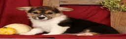Welsh Corgi Pembroke dogs for sale: Trixie - Ad 6