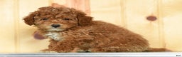 Toy Poodle dogs for sale: Buddy - Ad 3