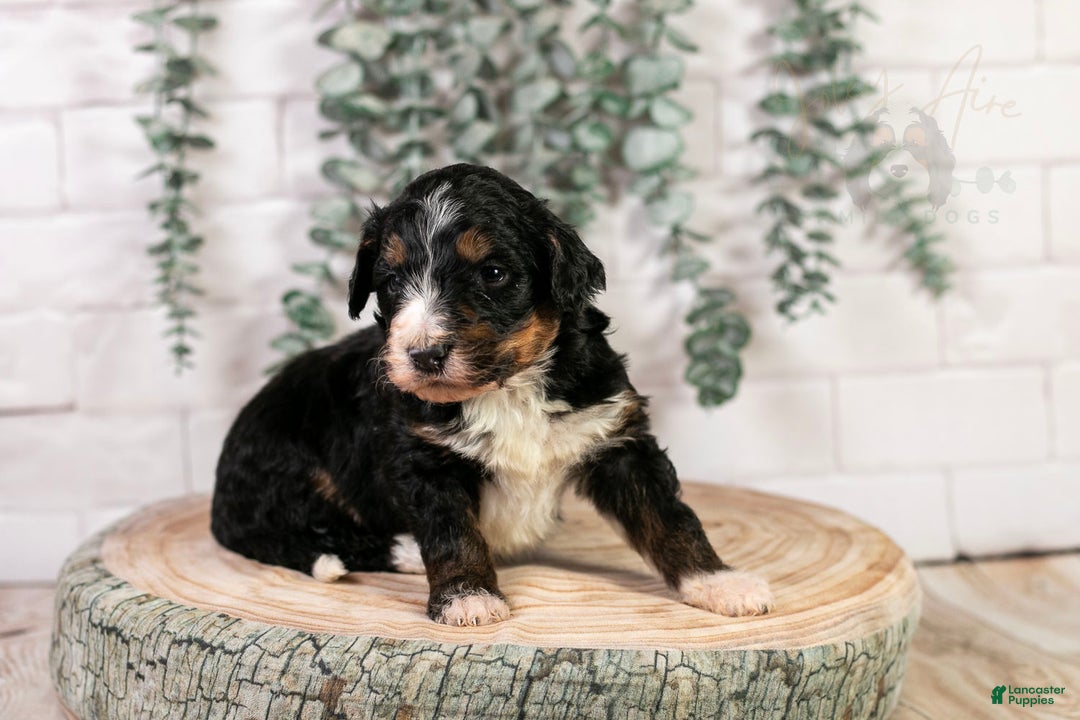 Bernedoodle dogs for sale: Hockey - Ad 5