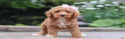 Maltipoo dogs for sale: Raina - Ad 1