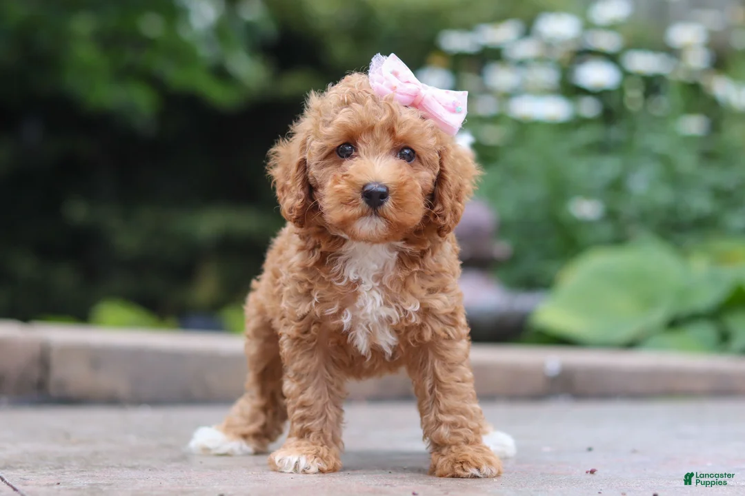 Maltipoo dogs for sale: Raina - Ad 1