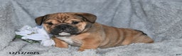 English Bulldog dogs for sale: Sonya - Ad 4