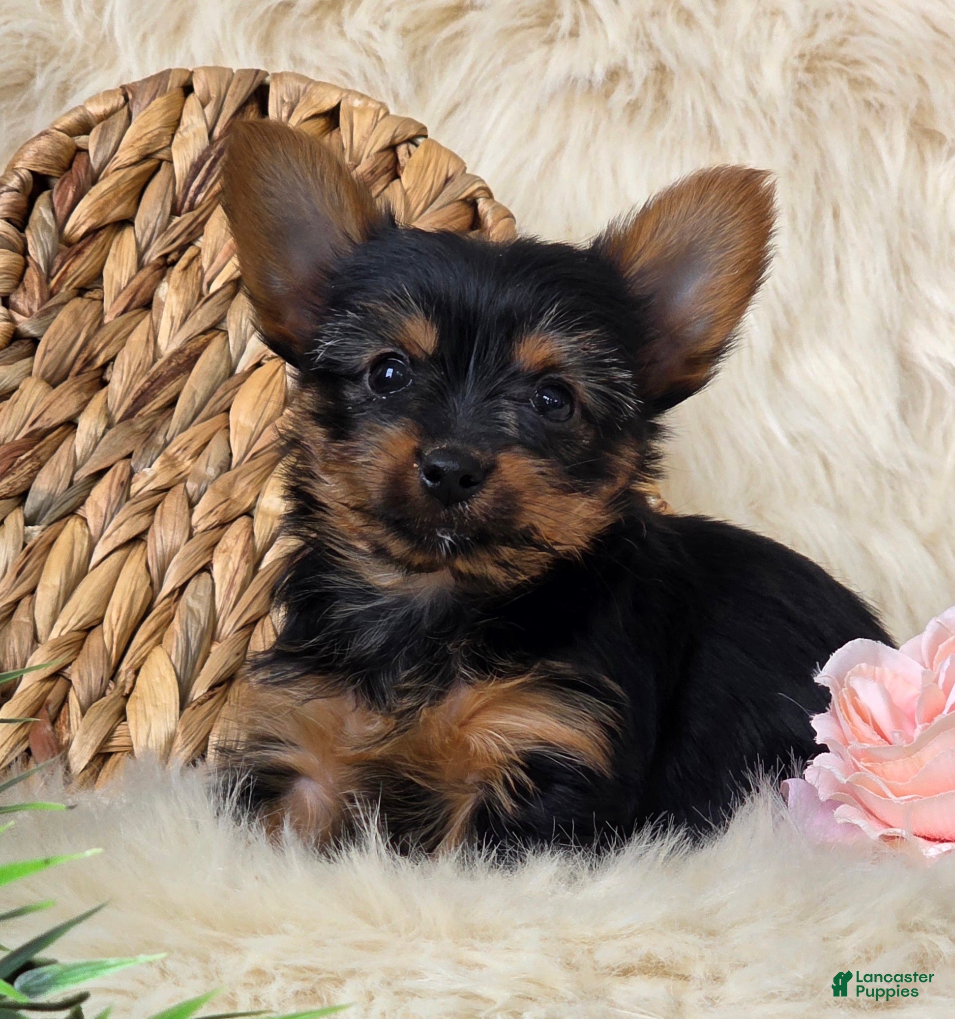 Yorkshire Terrier dogs Amber - Ad 1