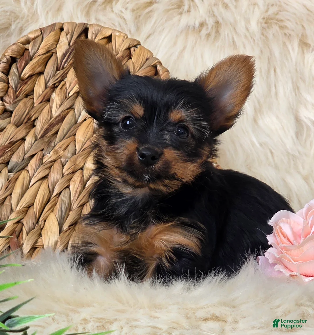 Yorkshire Terrier dogs for sale: Amber - Ad 1