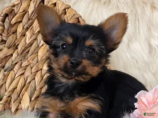 Yorkshire Terrier dogs for sale: Amber - Ad 3