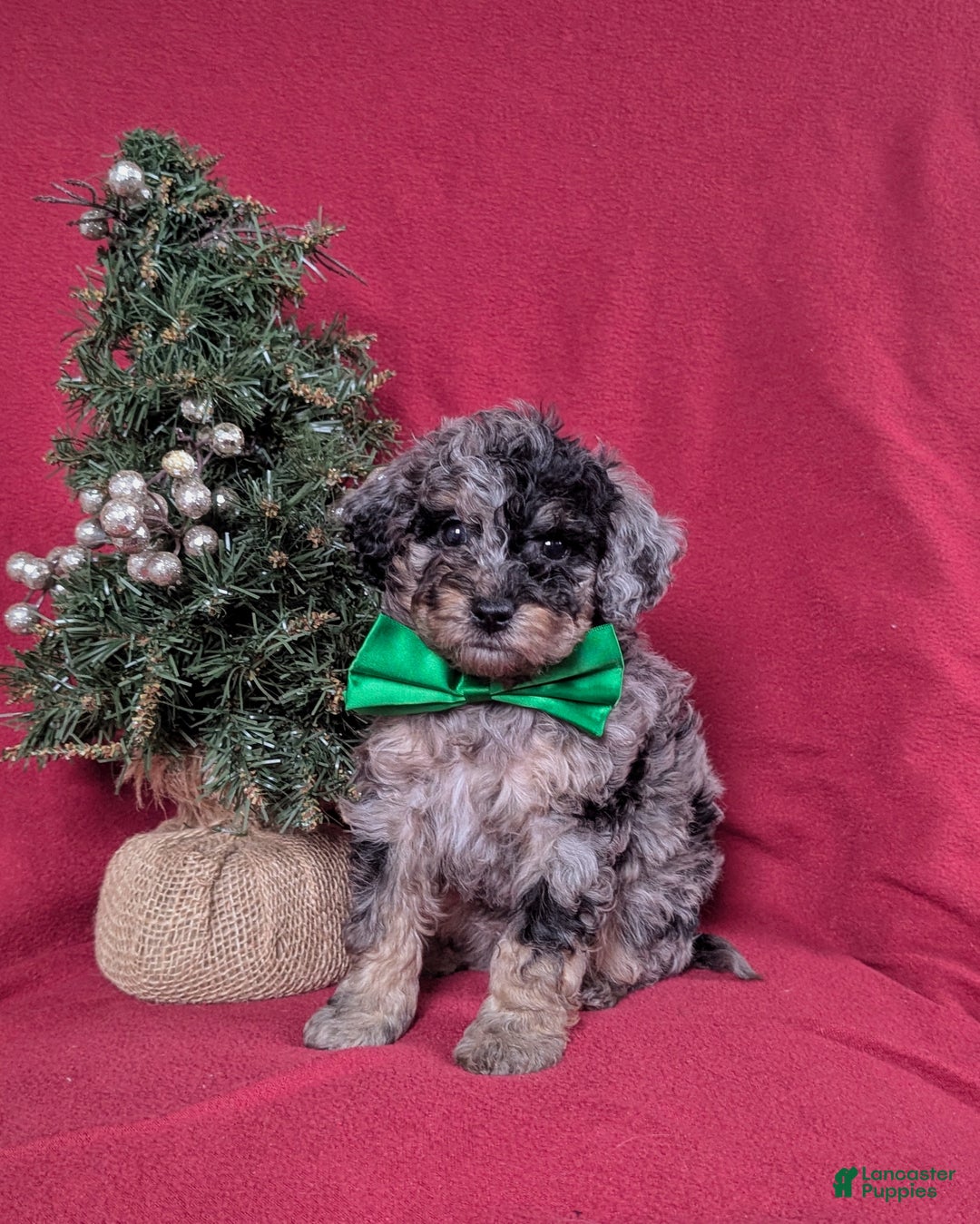 Mini Bernedoodle dogs for sale: Aiden Hypoallergenic - Ad 2