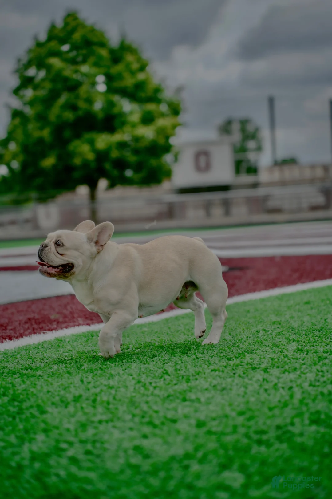 French Bulldog dogs for sale: French Bulldog - BIGGIE 🦍 - Ad 8