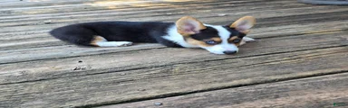 Welsh Corgi Pembroke 5