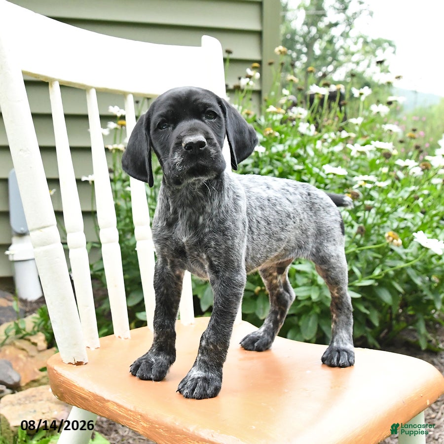 German Shorthaired Pointer dogs Remi  - Ad 1