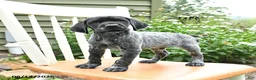 German Shorthaired Pointer dogs for sale: Remi  - Ad 1