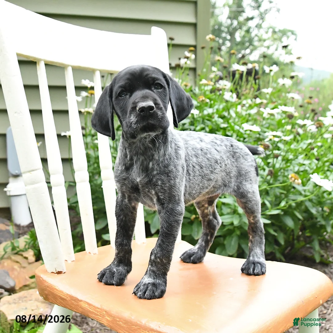 German Shorthaired Pointer dogs for sale: Remi  - Ad 1