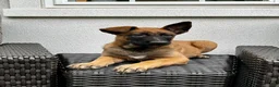 Belgian Malinois dogs for sale: Belgian Malinois Puppy Lola - Ad 3