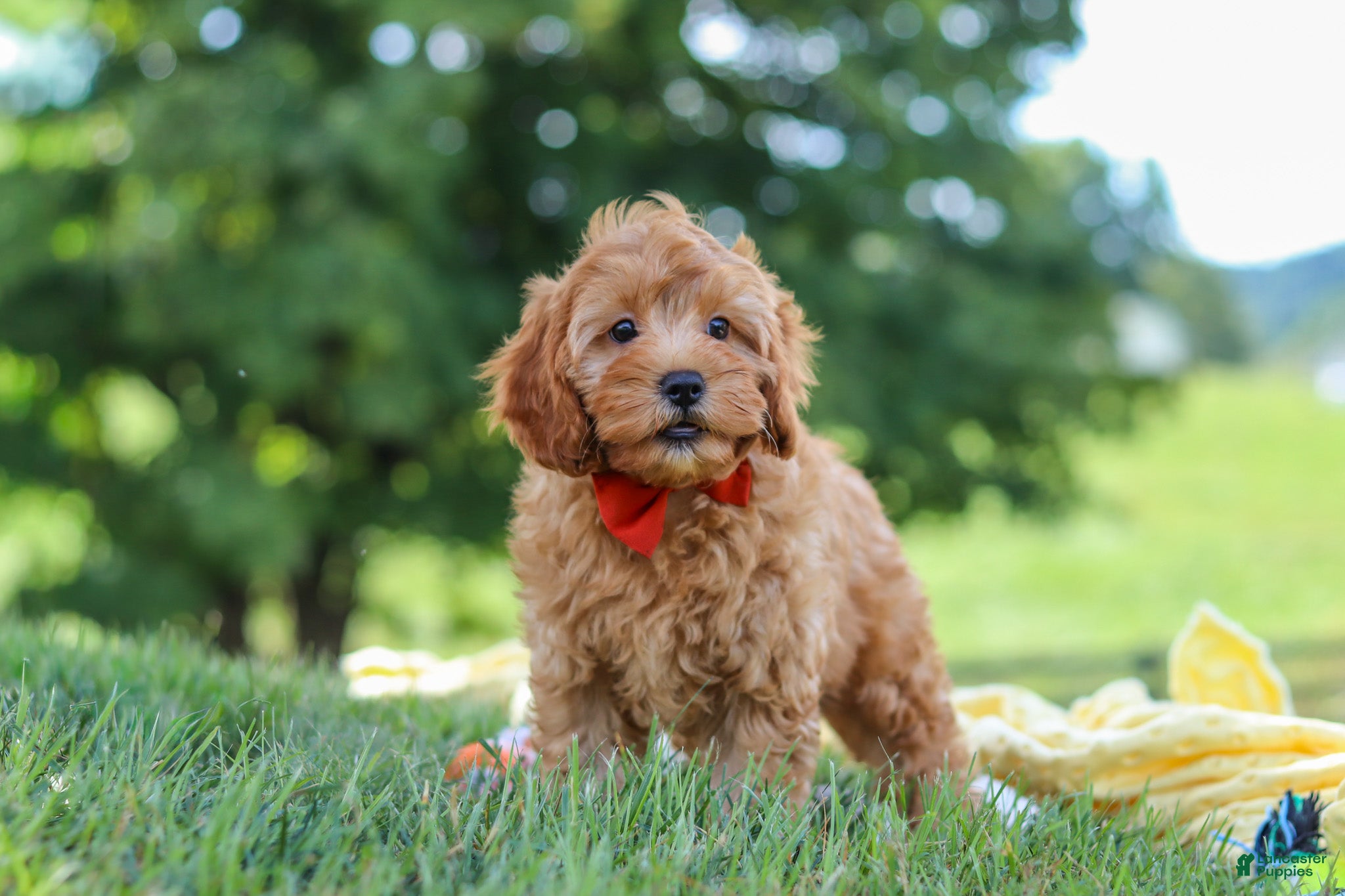 Cavapoo dogs Nash - Ad 2