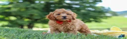 Cavapoo dogs for sale: Nash - Ad 2