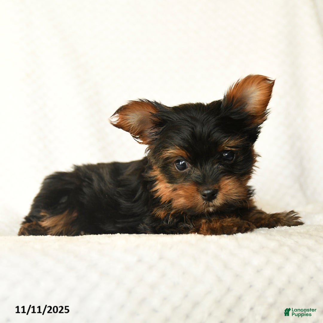 Yorkshire Terrier dogs for sale: Kody - Ad 3