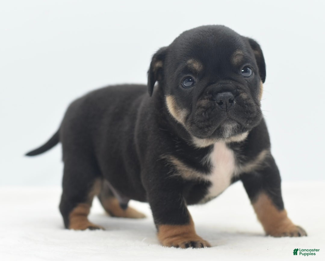Mixed Breed dogs for sale: Knox tricolor bully puppy  - Ad 14